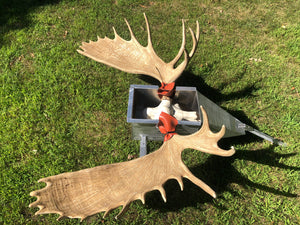 Alaskan Moose Boiler